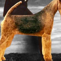 BIBI - Airedale Terrier