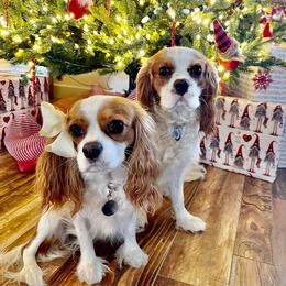 Cavalier King Charles Spaniels from DD’s Adorable Cavaliers
