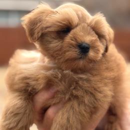 Dark red boy - Wheaten male Miniature Schnauzer puppy in Pflugerville, Texas from K&K Precious Tx schnauzers