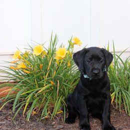 Labrador Retriever Puppies from Lacey Adkins