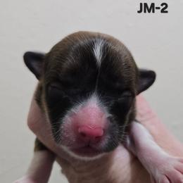 JM-2 - Sable male Pembroke Welsh Corgi puppy in Ely, Minnesota from RJ's Corgis
