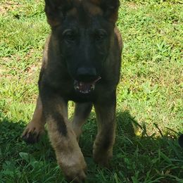 German Shepherd Puppies from Bayou Valley Shepherds