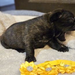 French Bulldog Puppies from A&D Frenchies