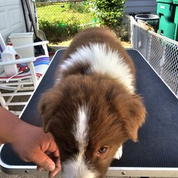 Australian Shepherd Puppies from Starlit Grove Australian Shepherds