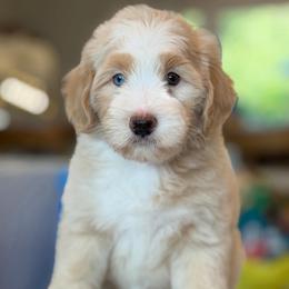 Gio - Yellow and white male Bernedoodle puppy in Yuciapa, California from AlltheDoodlez_