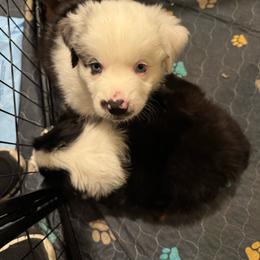 Blue Merle male - Blue merle male Miniature Australian Shepherd puppy in Brooker, Florida from Honey, I Shrunk the Aussies