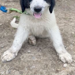 Petey - Working Dog Cross puppy from Mary's Working Cross Puppies
