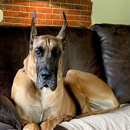 Rudy - Great Dane