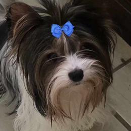 Riley - Biewer Terrier