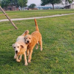 Labradoodle Puppies from Silver Acorn Doodles