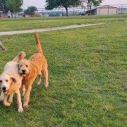 Labradoodle Puppies from Silver Acorn Doodles