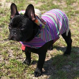 French Bulldog All Grown Up from Queens of The South Frenchies