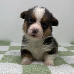 Leo (bluie) - Black and tan male American Corgi puppy in Waco, Texas from The Comma Corgis