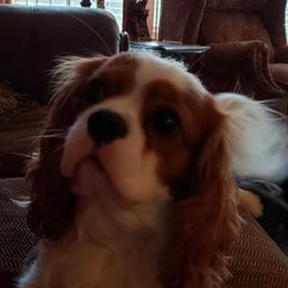 Cavalier King Charles Spaniel All Grown Up from Chalice Cavaliers