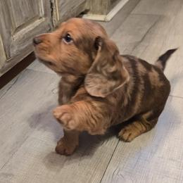 Boy 2 - Dapple male Dachshund puppy in Oklahoma from DRB Dachshunds