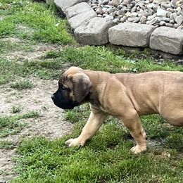Boy 1 - Reddish brown Boerboel puppy in Lake View, New York from Coomore Boerboels