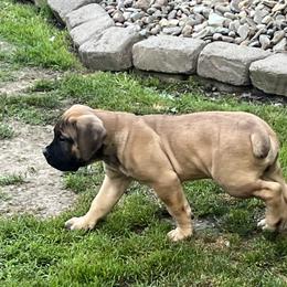 Boy 1 - Reddish brown Boerboel puppy in Lake View, New York from Coomore Boerboels