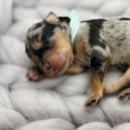 Laila - Blue merle Aussiedoodle puppy in Chattanooga, Tennessee from Remedy Ridge Aussiedoodles