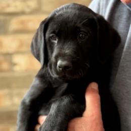 Blue Collar - Black male Labrador Retriever puppy in Quinlan, Texas from Wright Way Retrievers