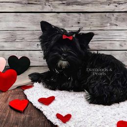 Aiyana - Yorkshire Terrier