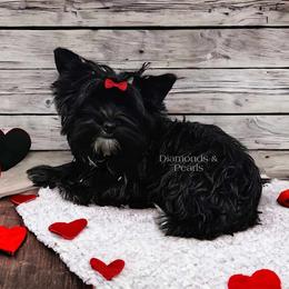 Aiyana - Yorkshire Terrier