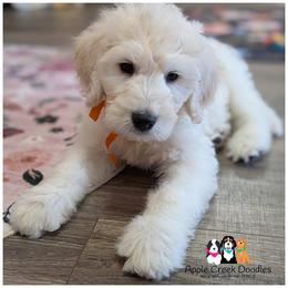 OLLIE - F1 English Goldendoodle - OFA-Genetics-2 Year Warranty. Apple Creek Doodles - Since 2004. - Cream male Goldendoodle puppy in Jeddo, Michigan from Apple Creek Doodles