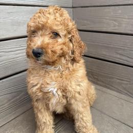 Nectar - Red female Bernedoodle puppy in Mint Hill, North Carolina from Ball-Y-Hoo Bernedoodles