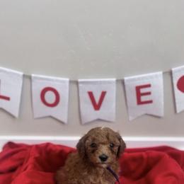 Lady - Red  female Poodle puppy in Salt Lake City, Utah from Premier Paws