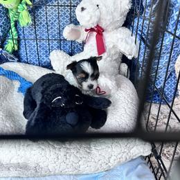 Biewer Terrier Puppies from Rebecca Urban