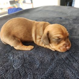 Akc Choco - Chocolate and tan male Dachshund puppy in Torrance, California from Lucky Dachshunds