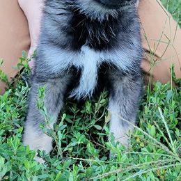 Girl 1 - Wolf sable female Pomsky puppy in Gladstone, Virginia from Rustic Charms Miniature Huskys