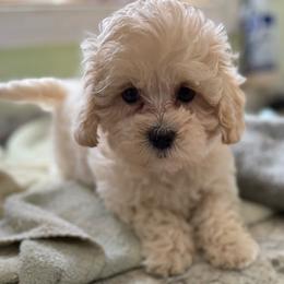 Landon - Apricot male Maltipoo puppy in Colonial Beach, Virginia from BeachRidge Pups