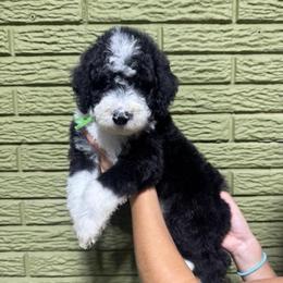 Emerald - Black and white male Bernedoodle puppy in Carmichaels, Pennsylvania from JensenBelle Doodles