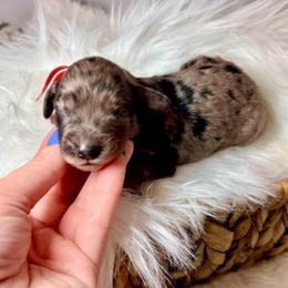 Creed - Merle male Cockapoo puppy in Denver, Pennsylvania from Greenview Puppies