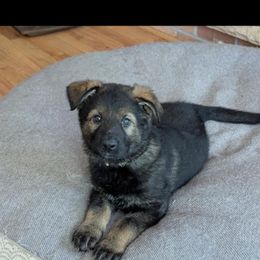 German Shepherd and Siberian Husky Puppies from Sstar