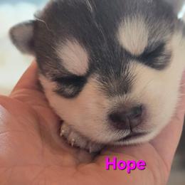 Hope - Black and white female Pomsky puppy in Coatesville, Pennsylvania from Peaceful Pomskys