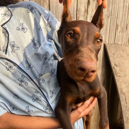 BROOKI - Red and rust female Doberman Pinscher puppy in Columbus, Ohio from Von Schaaf Haus DuPree