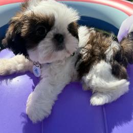 Biscuit Akc Champion - Tricolor male Shih Tzu puppy in Long Beach, California from Prieto Shih-Tzu's