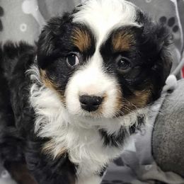 Toy Australian Shepherds from Shoal Creek Toy Aussies