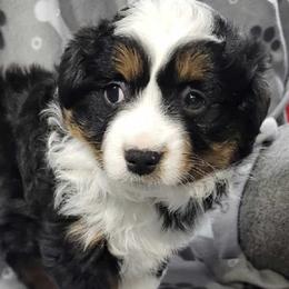 Toy Australian Shepherds from Shoal Creek Toy Aussies