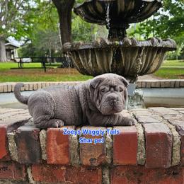 Sheldon - Blue male Chinese Shar-Pei puppy in Minden, Louisiana from Zoey's Waggly Tails