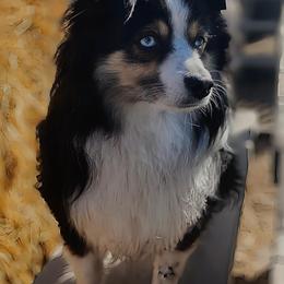 Miniature Australian Shepherd and Toy Australian Shepherd Puppies from Son Shine Farm