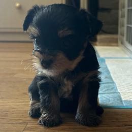 Jewel - Black and gold female Yorkshire Terrier puppy in Los Angeles, California from WESTWAY Yorkies