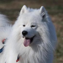 Riker - Samoyed