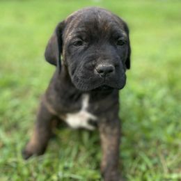 Cane Corso from Sperling’s Cane Corso & Mastiff Co.