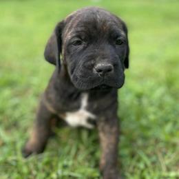 Cane Corso from Sperling’s Cane Corso & Mastiff Co.