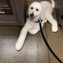 Goldendoodle All Grown Up from East Coast Doodles