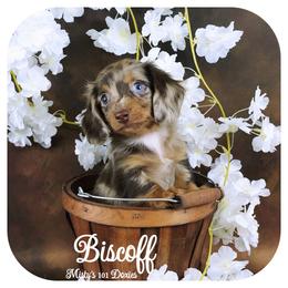 BISCOFF - Reserved - Chocolate and tan male Dachshund puppy in Graceville, Florida from Misty's 101 Doxies