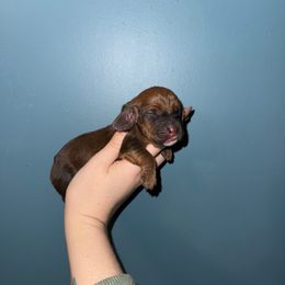 Drako - Mahogany and white male Basset Hound puppy in Leroy, Michigan from Iron Sentry Farms