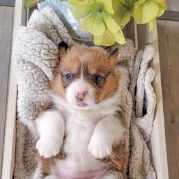 German Shepherd and Pembroke Welsh Corgi Puppies from J&R Shepherds & Corgis